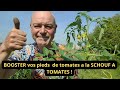 Comment booster vos pieds de tomates  retour de la schnouf  tomates 