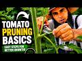 How to Prune Tomatoes... For Maximum Yield and Plant Health