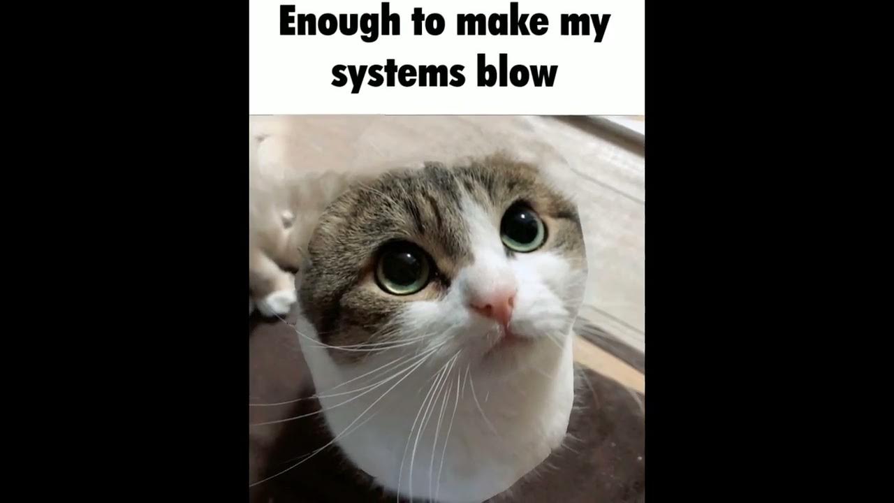 wawa cat Im Radioactive YouTube