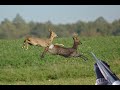 DOUBLE DE CHEVREUIL - Chasse en Bretagne 2020