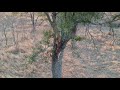 Drone films Leopard eating up Tree!