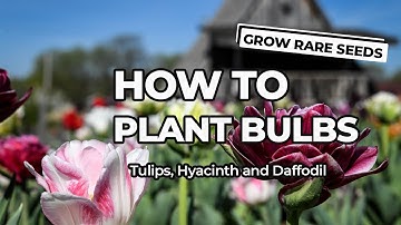 How To Plant Bulbs: Tulip, Hyacinth and Daffodil