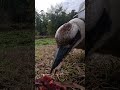 Kookaburra menace!