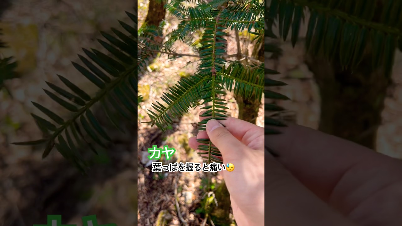 I observed the Japanese nutmeg tree 🌲 - YouTube