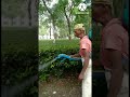#shorts Pesticide spraying in tea #chemical #tea #pesticide #teapesticide #chai #teaplantation