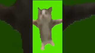 кот шнапи Зелёный фон Хромакей Футаж #хромакей #зеленыйфон #футаж #котики #кот
