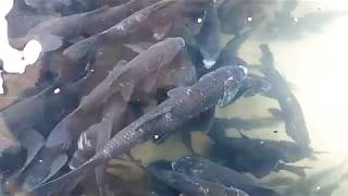 Amazing grass carp fish in a small water fall / Natural fish Internationally