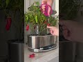 Si crees que necesitas tierra para cultivar, te sorprenderá esto. #viral