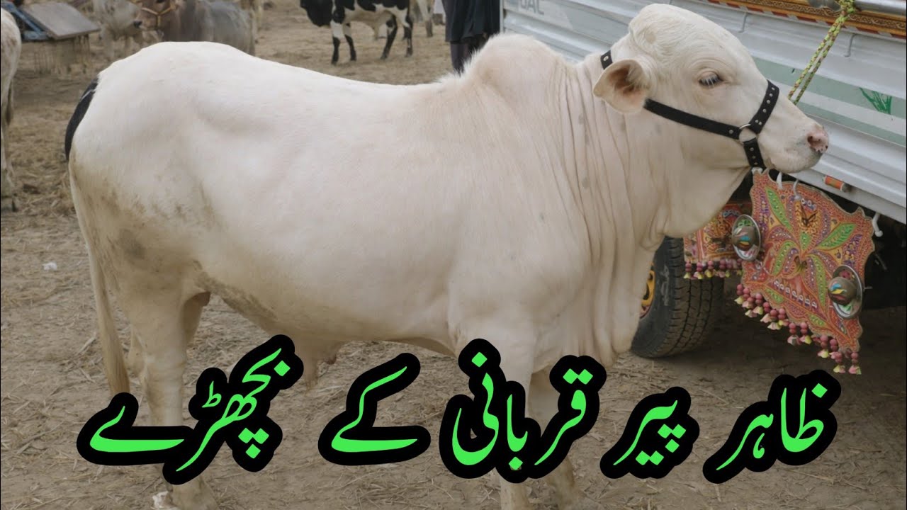 Zahir pir mundi ki golabi bichre||Golabi sahewl cholistani bichre || Ausaf Tv