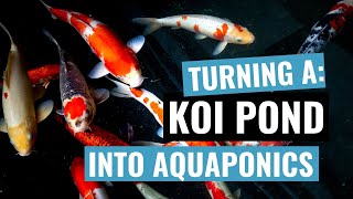 How to CONVERT your KOI POND into a DIY AQUAPONICS SYSTEM- for less than $200!