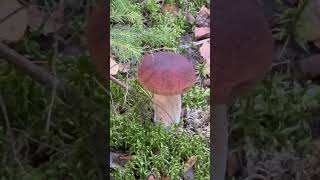 #белыйгриб #боровики #сборгрибов #shots #nature   #грибочки