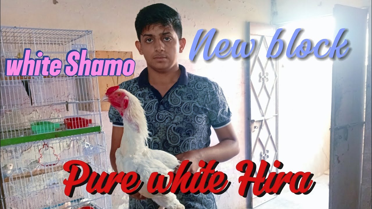 Pure white Hira ,☺️white Shamo 🥺New black 