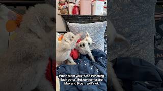 Mom yells the wrong names #dogshorts #trending #cutedog #terrier