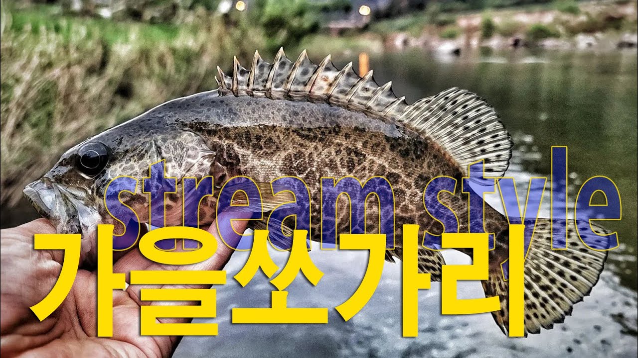 충청도 깊은 계곡 계류 쏘가리 낚시/ 마릿수 사이즈 굿