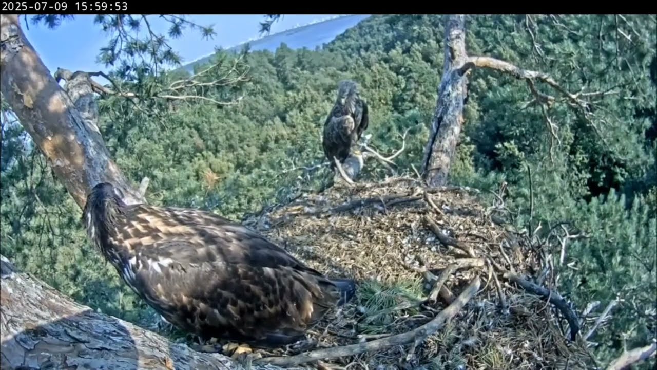 9.07.2025 Камычи. Тренировка нервной системы.