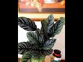 CALATHEA ORNATA CUIDADOS Y Reproducción |JARDINERIA INNJARDIN