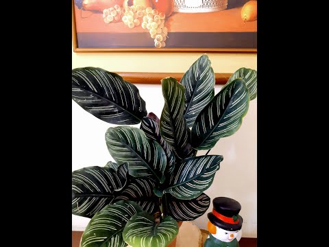 Vídeo: La calathea neteja l'aire?