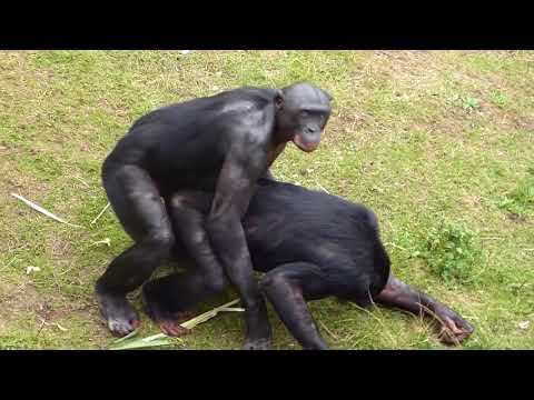 ዝንጀሮም እንደ ሰው