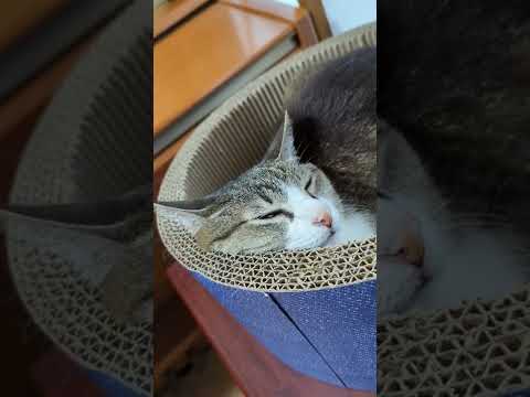 眠りからの帰還 - Cats woke up -#shorts