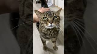 凶暴猫をモフモフした結果が...