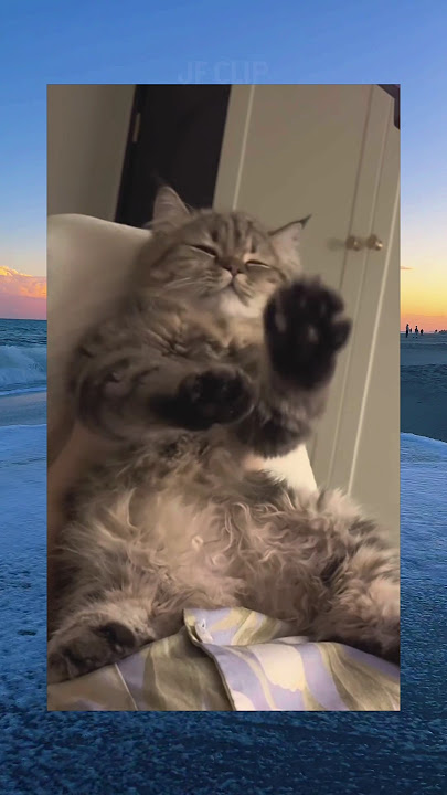 kucing juga bisa joget 🙀😹😹 #shortlucu #memes #kucinglucu #jfclip