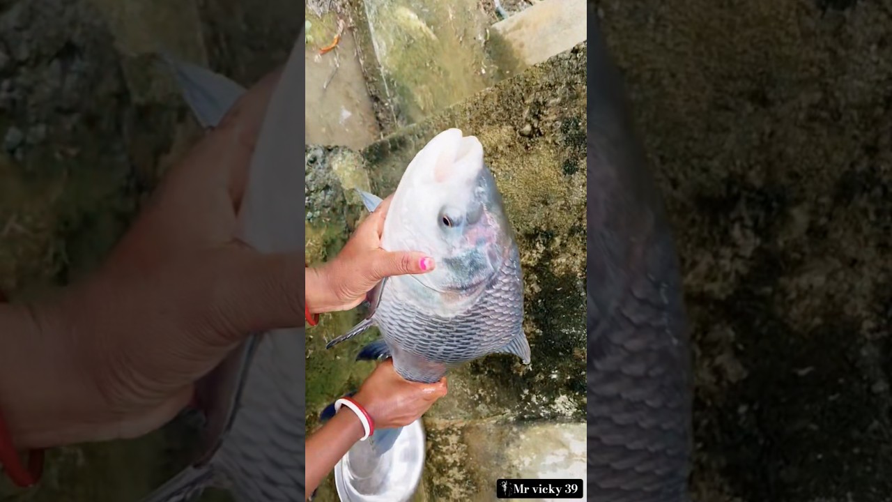 This Fish Is Built Different 🐟😂 