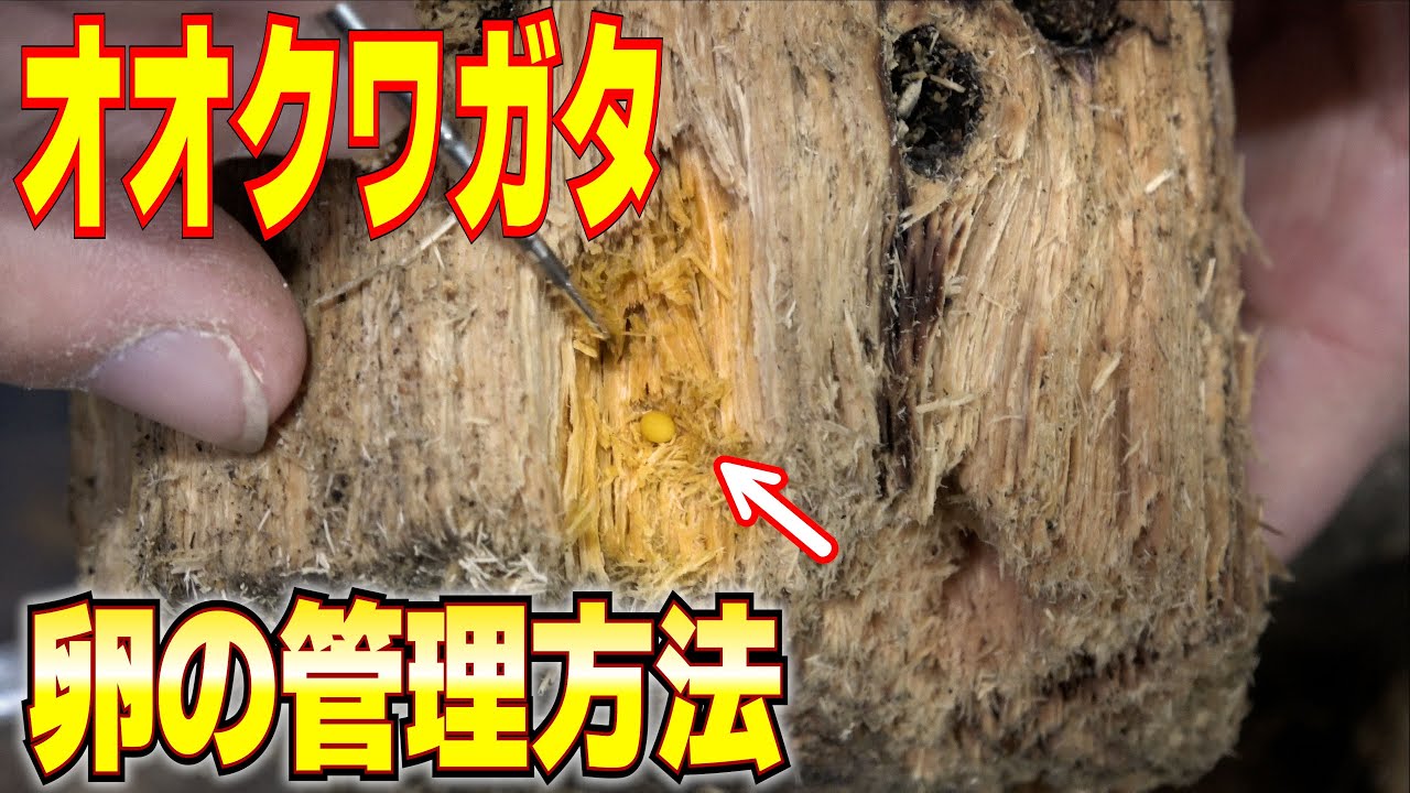 オオクワガタの産卵セット割り出し方