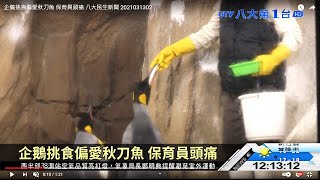 企鵝挑食偏愛秋刀魚 保育員頭痛 八大民生新聞 2021031302