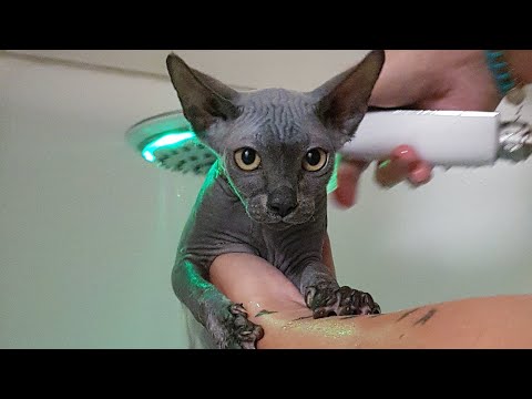 Video: Haarlose Katze Tröstet Haustierpatienten In Der Tierklinik