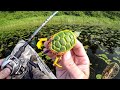 Do bass really eat turtles