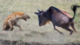 Amazing Mother Wildebeest Save Her Baby From Hyena Hunting  Animals Save Animals