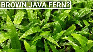 Java Fern Care Tip  Prevent Brown Dying Leaves!