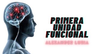 Primera Unidad Funcional de Luria: modelo de organización cerebral