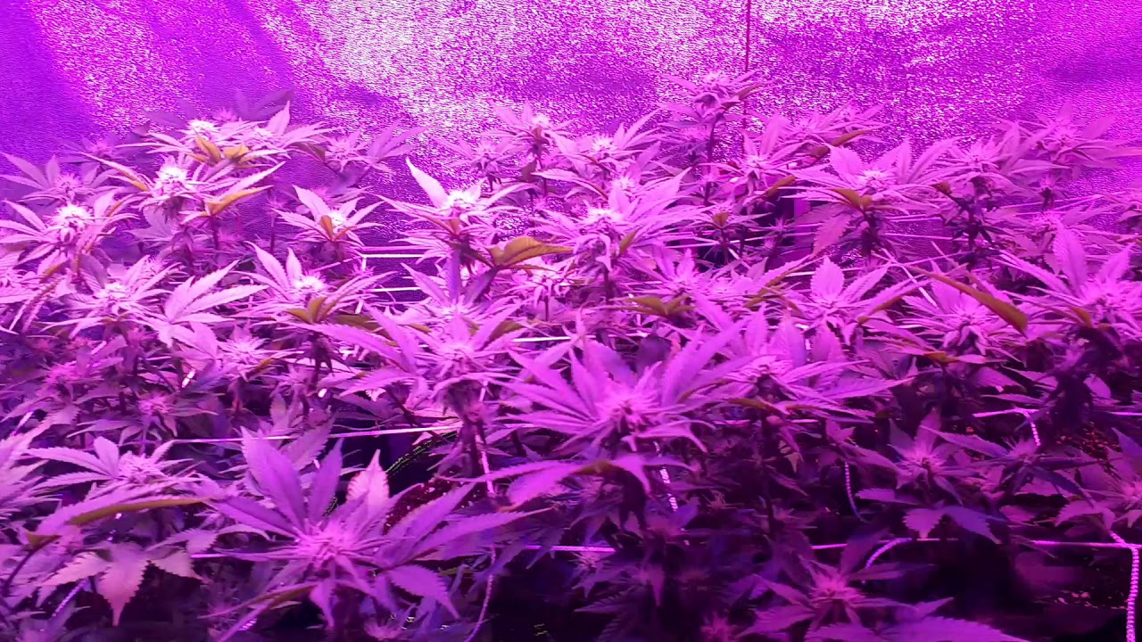 Week 4 flower permafrost- goliath strain