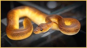 2025 Southeast Reptile Expo Atlanta | Insane Morphs, Top Breeders, & More!