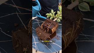 tips para mejorar el sustrato #jardin