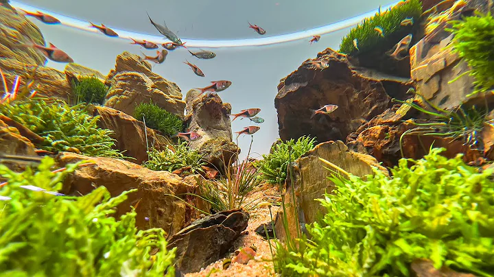 *ALL* STUNNING AQUASCAPES | GREEN AQUA | FULL TOUR