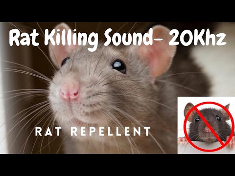 Anti Rat Repellent | Mouse Killer Sound | Very High Pitch Sound | 20Khz | Kill Rats using mobile