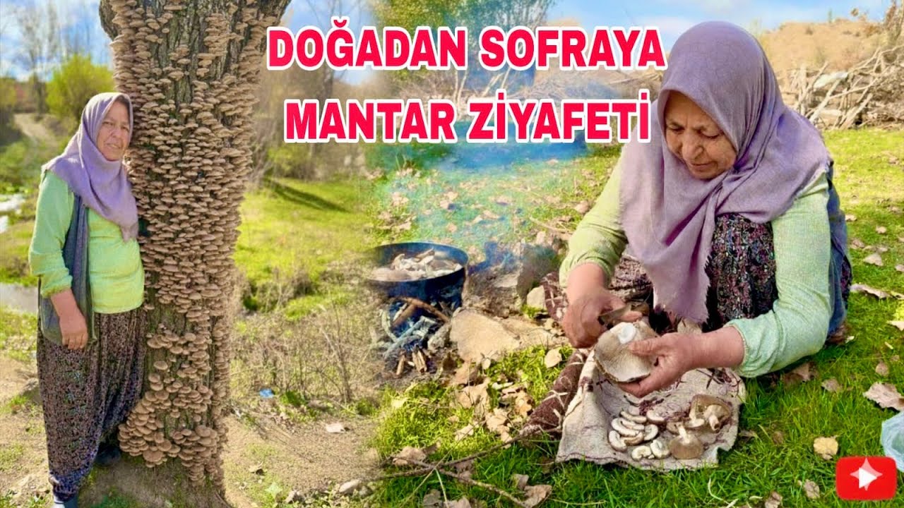 ESKİDEN TEKME ATARDIK BU MANTARA / LEZZETİ KUZU ETİ GİBİ / İSTİRİDYE MANTARI 