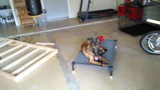 No time to train dogs? No problem