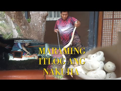 INA AT ANG KANYANG MGA ITLOG ANG NAKITA SA SILONG NG BAHAY