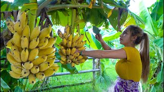 Fresh banana in my countryside and cook food recipe  Polin lifestyle