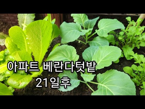 아파트 베란다텃밭ㅣ텃밭성장일기ㅣ허브심기ㅣ상추키우기