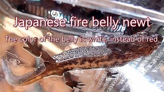お腹が白いアカハライモリ Japanese Fire Belly Newt The Color Of The Belly Is White Instead Of Red Youtube