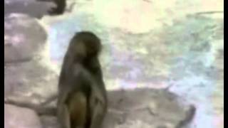 Monkey Scared of Reflection
