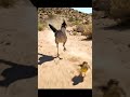 Road Runner Hunting Bird