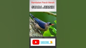 BENING | Tembakan Speed Rapat Burung Rambatan Paruh Merah #burung #rambatan #rambatanparuhmerah
