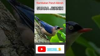Bening  Tembakan Speed Rapat Burung Rambatan Paruh Merah burung rambatan rambatanparuhmerah