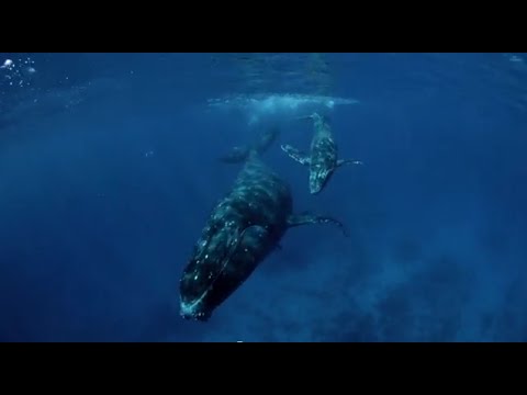 Ocean Art Contest for Kids - Wyland Art and Mural Challenge
