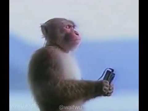 Monkey listening to walkman